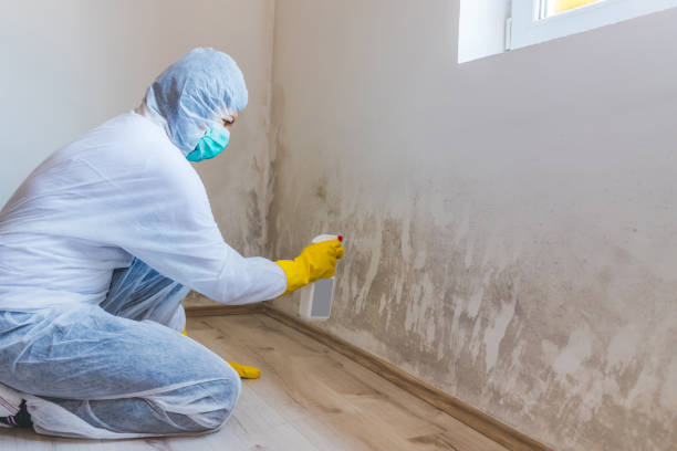Mold Remediation specialist working in Ambler